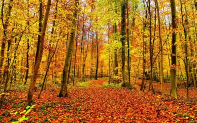Vivere l’Autunno in consapevolezza