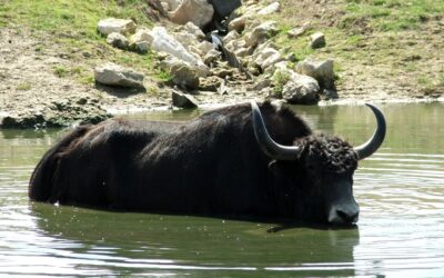 In Autunno: “Che cosa fare per liberarsi della pesantezza del Bufalo”